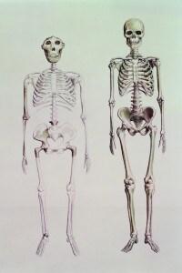 Disegno di scheletri di Australopithecus Boisei (a sinistra) e Homo Sapiens (a destra)