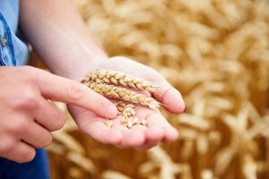 Seconda prova Istituto tecnico agrario