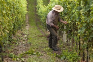 Lavoro stagionale in Italia