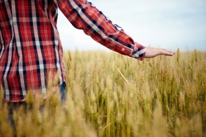 Seconda prova maturità Istituto professionale per l'agricoltura e lo sviluppo rurale