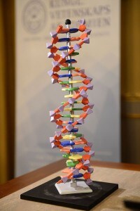 Un modello di DNA, posizionato su un tavolo durante la conferenza per annunciare il vincitore del Premio Nobel per la Chimica nel 2015
