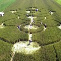 Crop Circles, 2001