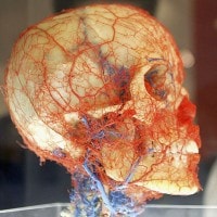 Nascita dell'anatomia umana: storia e caratteristiche