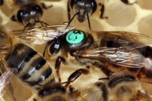 Le api si riproducono tramite partenogenesi facoltativa