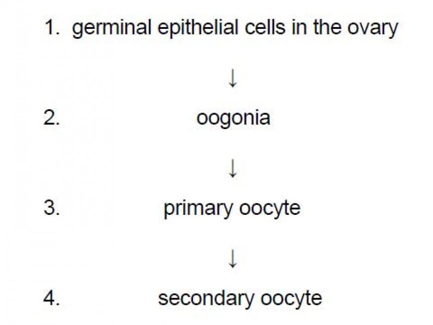 The pathway shows some of the cells produced during oogenesis in the ovary of a healthy human female. Which of the following cells in the pathway are diploid?