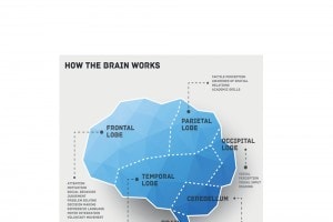 Funzioni del cervello