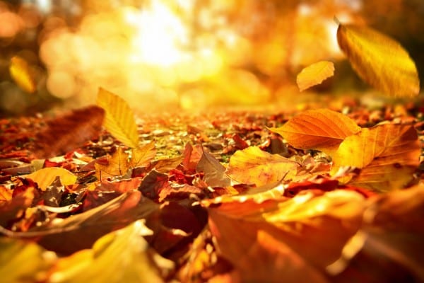 Equinozio d'autunno e di primavera: quando cade, significato e caratteristiche