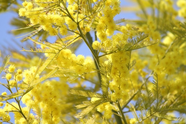 8 marzo, festa della donna: appunti, riassunti e tesine per capirne origine e significato