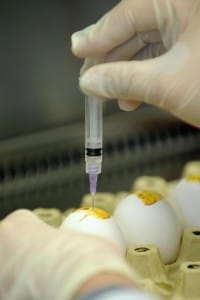 Esempio degli studi condotti sugli embrioni di pollo