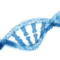 Genetica: tesina di terza media