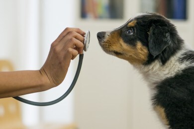 Graduatoria test Veterinaria 2019: punteggio minimo e analisi