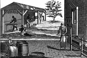 Varie fasi della produzione di tabacco, Virginia (USA), 1750. Schiavi che rotolano il tabacco essiccato e selezionano le foglie