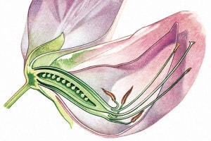 Ermafroditismo nelle piante. Un'illustrazione  di un fiore di pisello che mostra sia gli stami che il pistillo