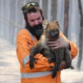 Un vigile del fuoco mette in salvo un koala