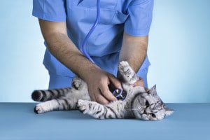 Test veterinaria 2021: decreto MUR