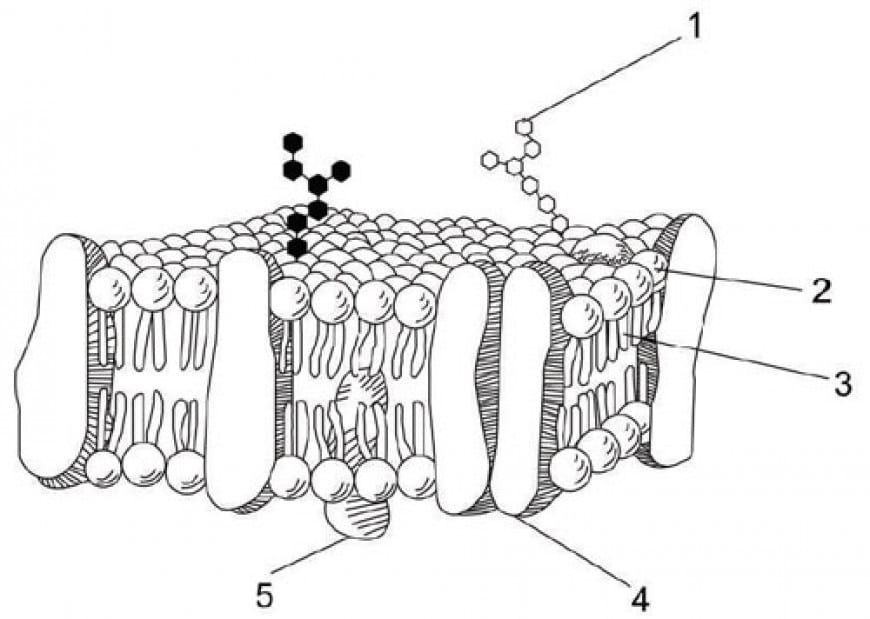 The diagram represents the fluid mosaic model of a cell membrane.