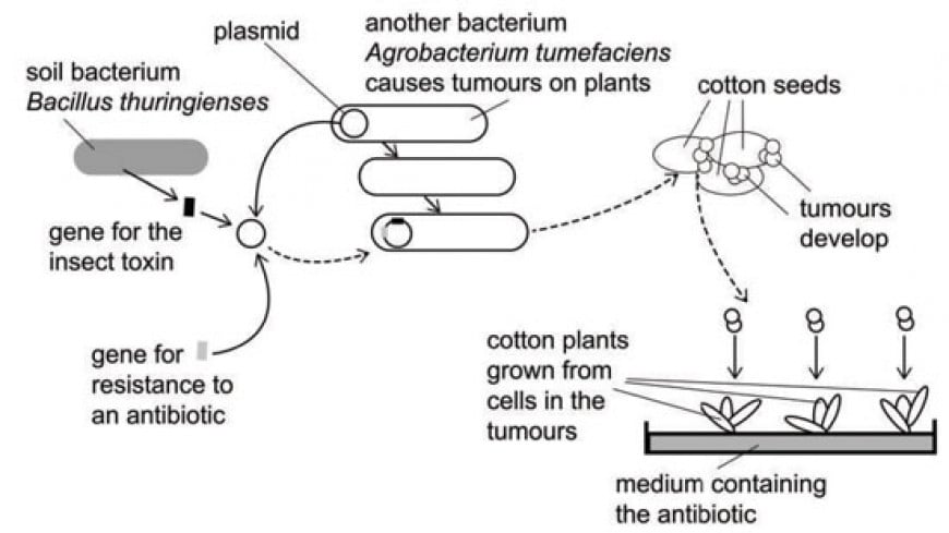 The diagram shows how recombinant DNA can be used to make cotton plants produce an insect toxin. The insect toxin kills any insect that can damage the cotton crop. What are the TWO functions of the Agrobacterium tumefaciens bacteria in this process?