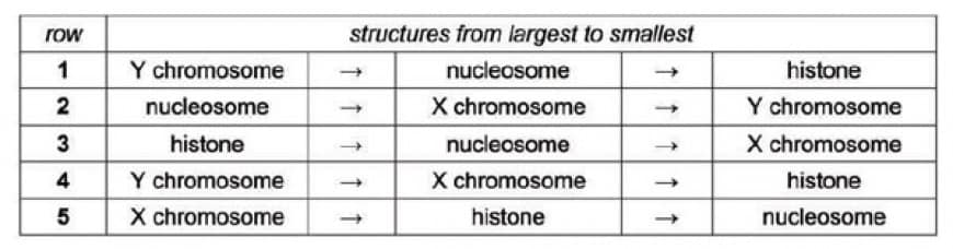 Which row shows three structures found in a healthy human male liver cell, in order of size from largest to smallest? [Assume that there are no mutations in the cell.]