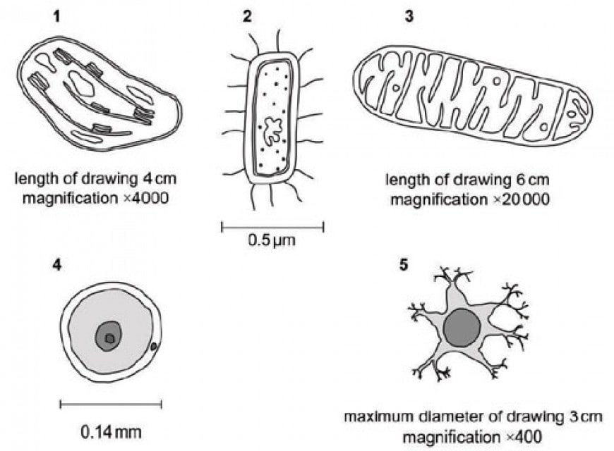 The diagrams show five different microscopic structures. The structures are not drawn to the same scale. Which of these structures is the smallest?