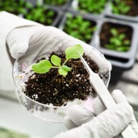 OGM: vantaggi e svantaggi