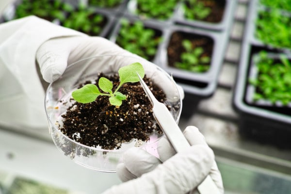 OGM: vantaggi e svantaggi