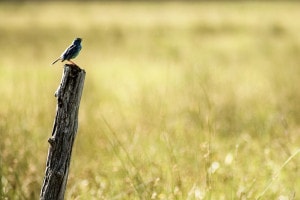 Il passero solitario: analisi, figure retoriche e spiegazione