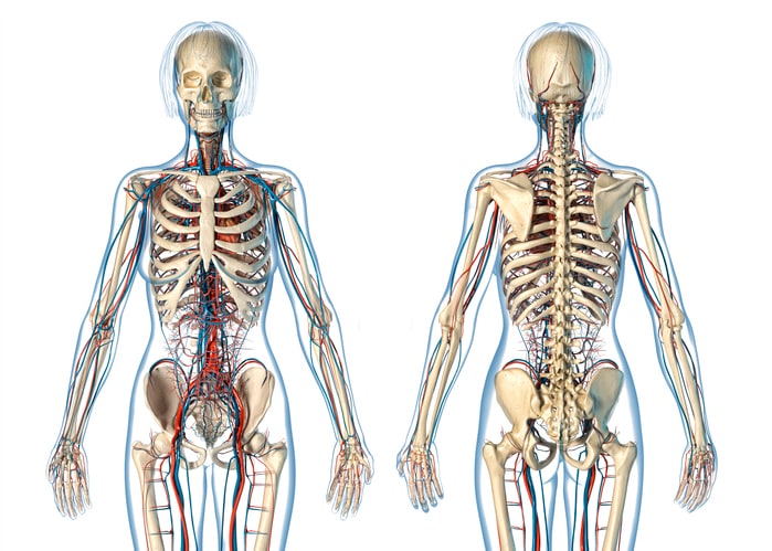 Sistema scheletrico: riassunto