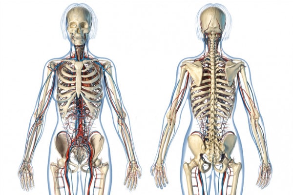 Sistema scheletrico: riassunto