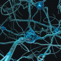 Cos'è e come funziona il sistema nervoso: riassunto