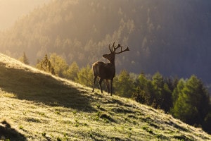 Fauna del Trentino