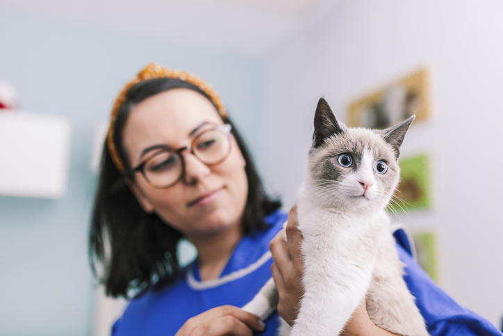 Come Superare Il Test Di Veterinaria