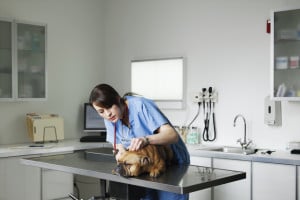 Test veterinaria 2021: simulazioni last minute