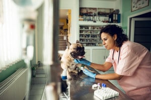 Test veterinaria 2021: quando escono le soluzioni