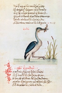 L'Airone, 1564. Illustrazione da una copia francese del Bestiario di Manuel Philes