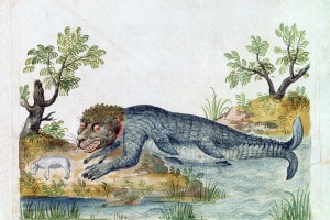 Tritone, XVI secolo. Illustrazione da un bestiario francese di una mitica creatura anfibia che sta per divorare una pecora. Collezione della Bibliotheque Nationale, Parigi