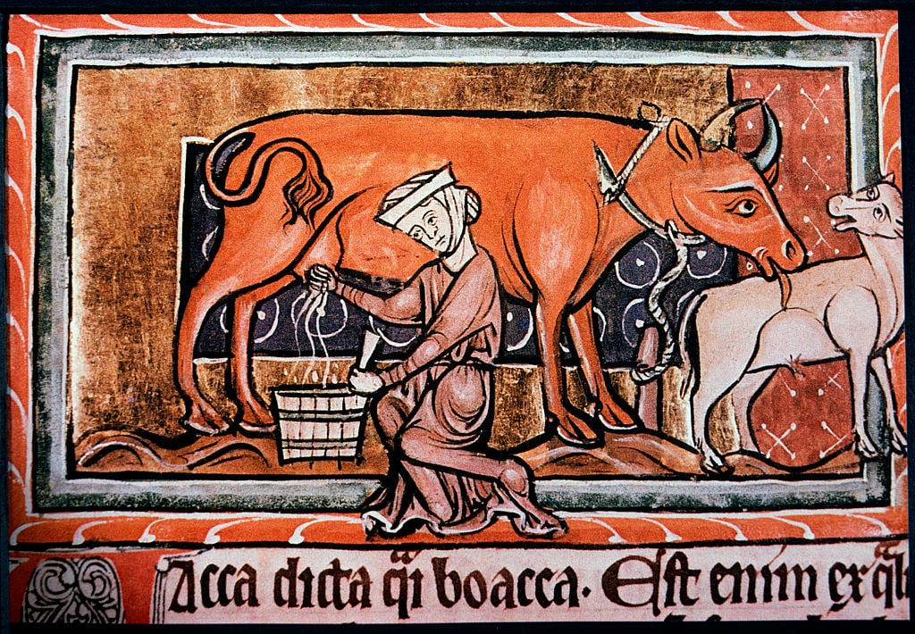Una contadina medievale mentre munge una mucca. Illustrazione del XIII secolo