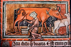 Una contadina medievale mentre munge una mucca. Illustrazione del XIII secolo