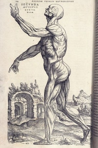 De humani corporis fabrica libri septem di Johannes Stephan van Calcar