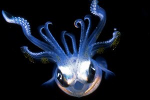 Calamaro Lessons dalla mostra IllusiOcean