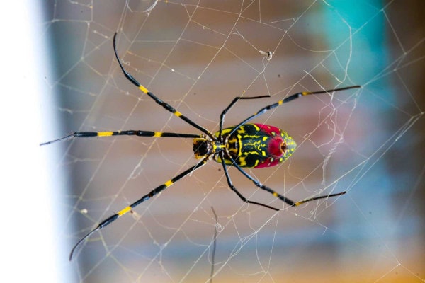 Invasione dei ragni in Georgia: quanto si diffonderanno?