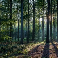 Cos'è l'ecosistema bosco e come si compone