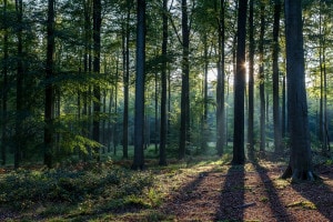Come funziona l'ecosistema del bosco?