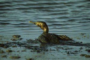 Impatti ambientali del petrolio: un cormorano coperto di petrolio in mare