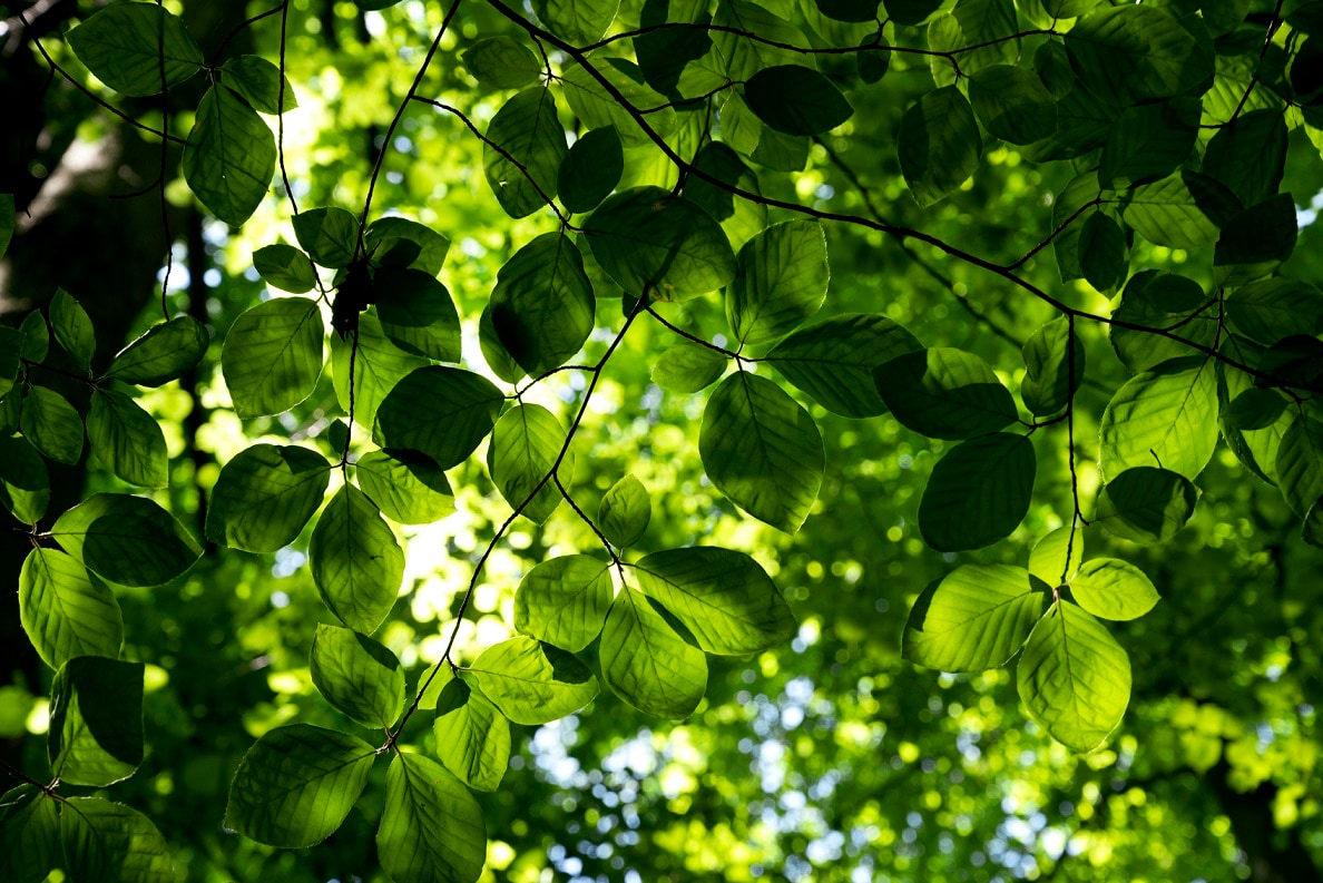 Similitudine delle foglie: analisi