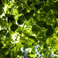 Analisi sulla similitudine delle foglie nella letteratura