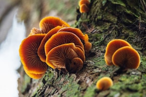 Funghi in natura
