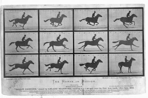The horse in motion (o Sallie Gardner at a Gallop) di Eadweard Muybridge. Una serie di fotografie scattate in successione, 1877