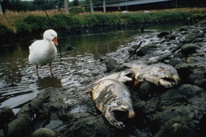 Salmoni morti nell'inquinatissimo fiume Duwamish , Washington.
