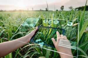 La foto mostra una lavoratrice agricola che utilizza l'intelligenza artificiale per analizzare le malattie delle piante nei campi di canna da zucchero