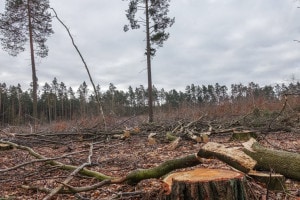 Deforestazione in Polonia. Il 6 marzo 2022 a Danzica